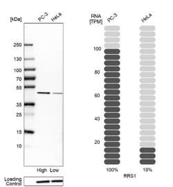 RRS1 Antibody, Novus Biologicals:Antibodies:Primary Antibodies